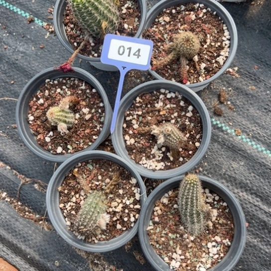 用***芙白檀无根侧芽6颗014