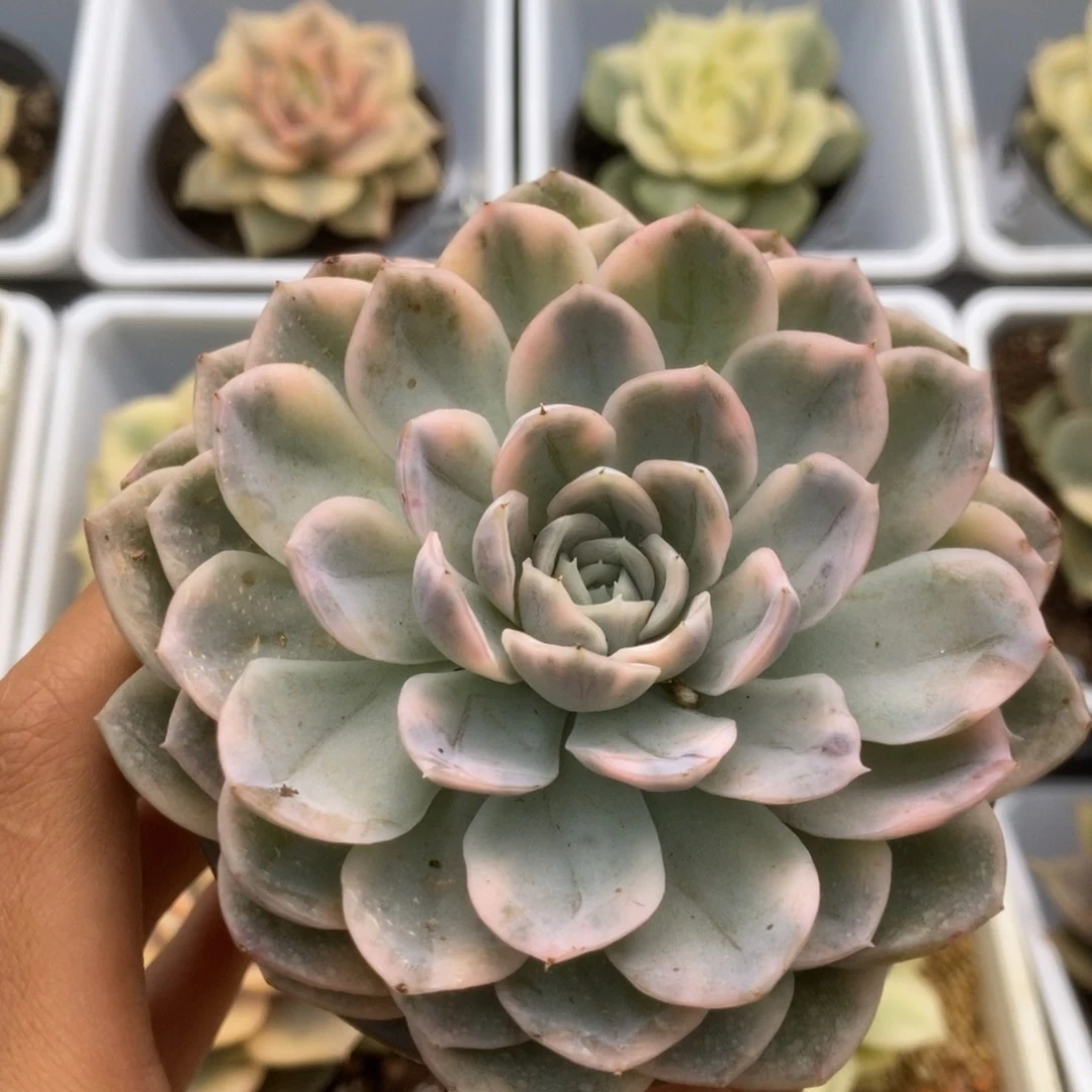 162雪球锦锦锦锦锦锦