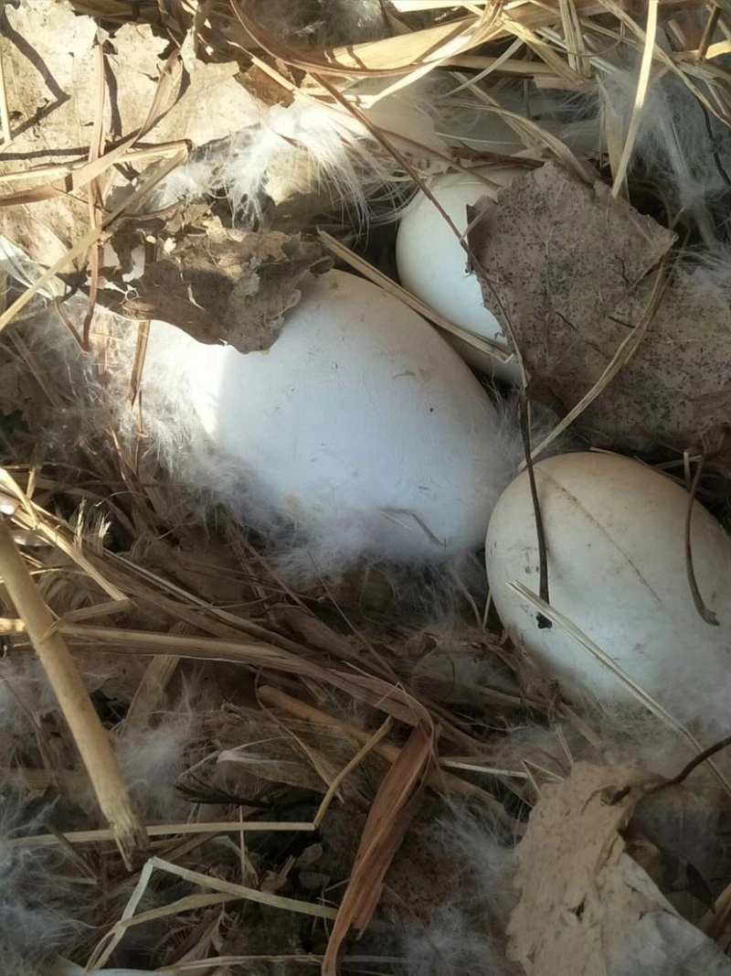 【破了包赔】贵州农家散养土鹅蛋新鲜现捡土鹅蛋批发一箱新鲜土鹅蛋