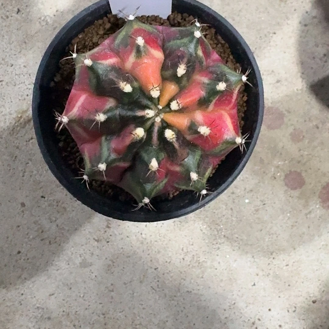 L213-1224广东发货 红b