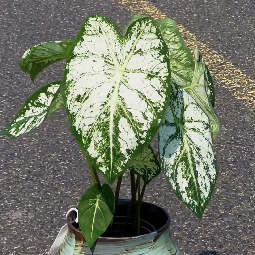 【白色系彩叶芋】钻石般闪耀！热植耐热种球多年生懒人绿植ins风