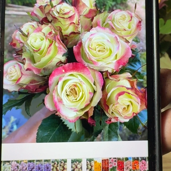 无花朵苹果糖小苗