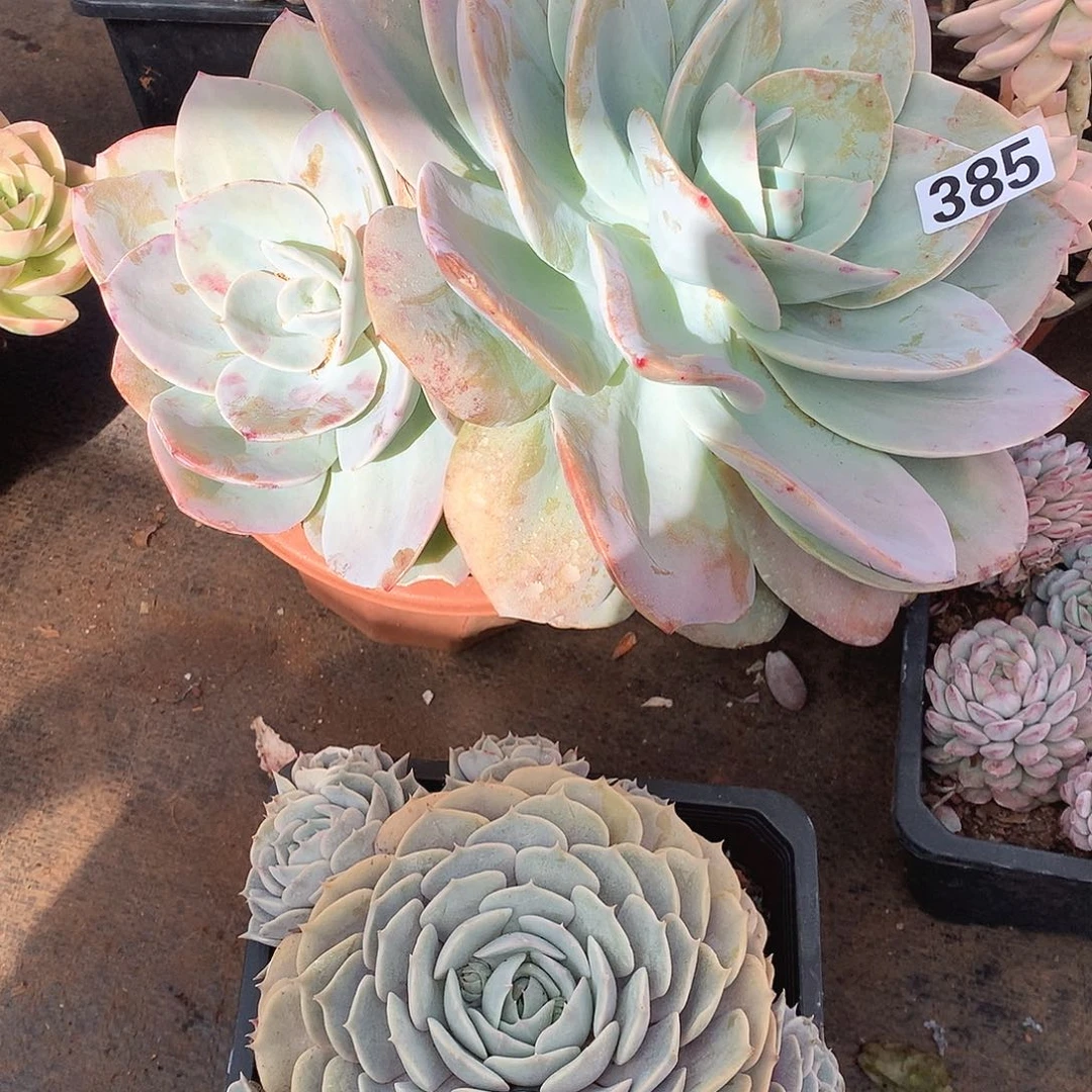 385凤 一物一拍多肉