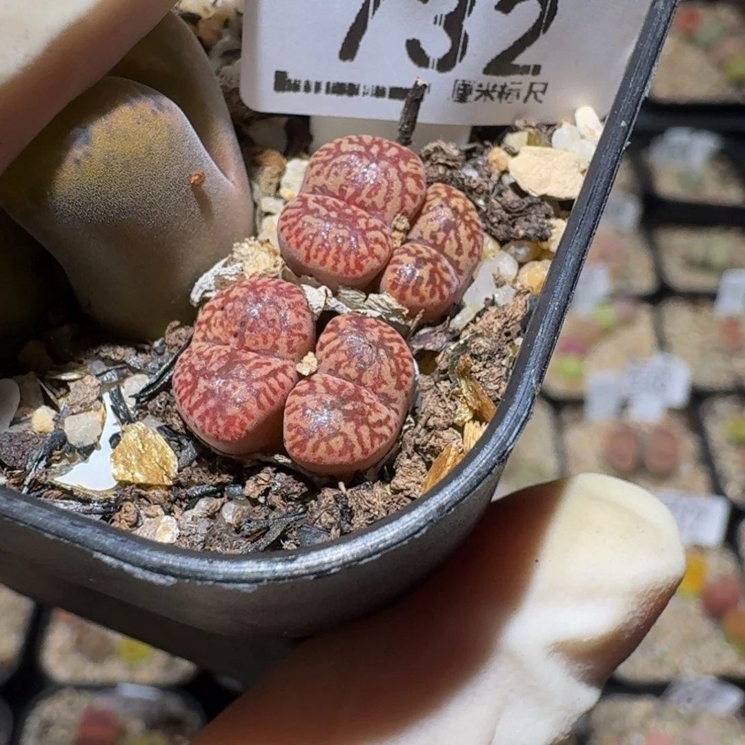 小***乖Zzz精品生石花732
