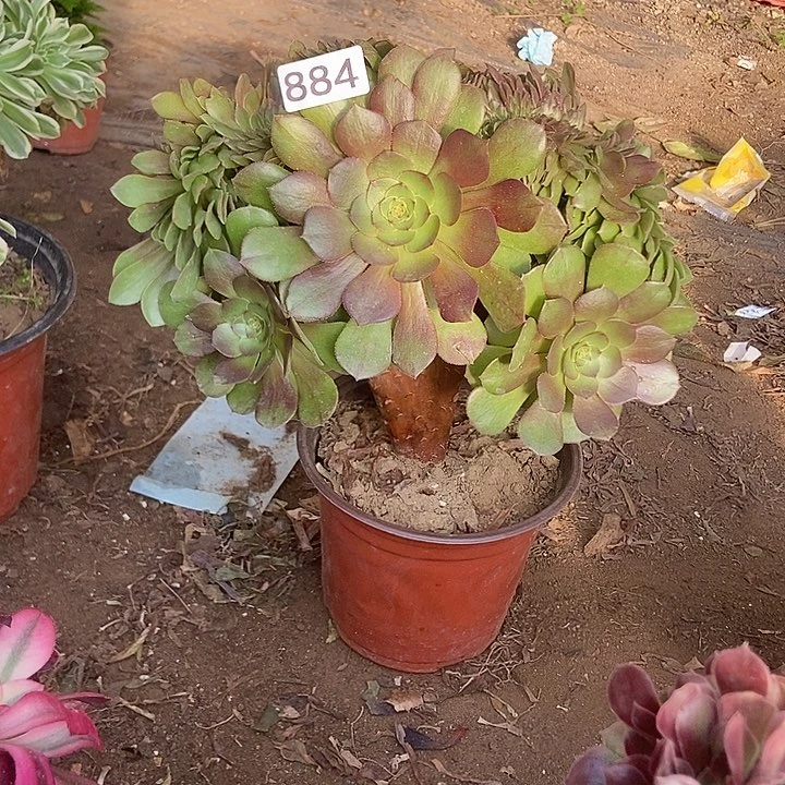 884万缀老板子法师缀