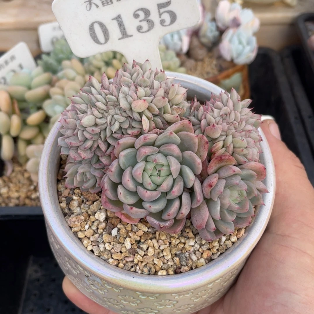 0135洞庭缀不带盆9厘米