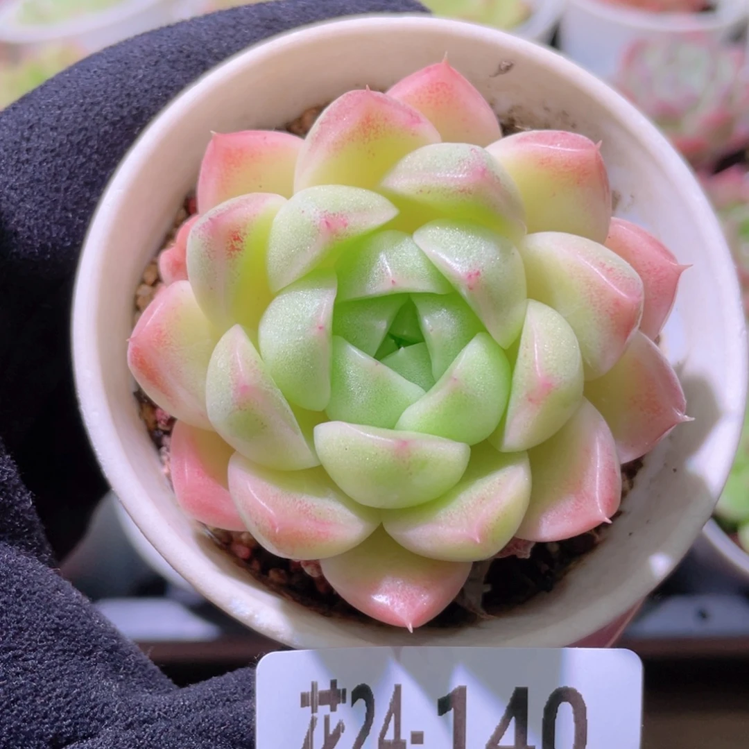 花利美24-140麦秆