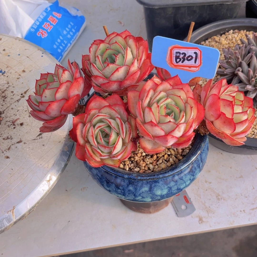 黑*灰牡丹亭307多肉植物