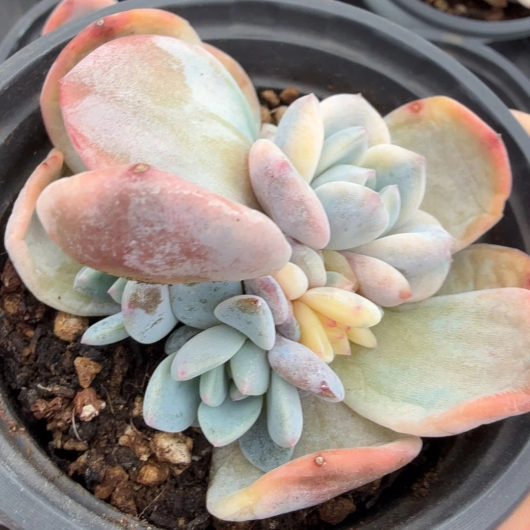 橙梦露锦腹轮锦一刻的