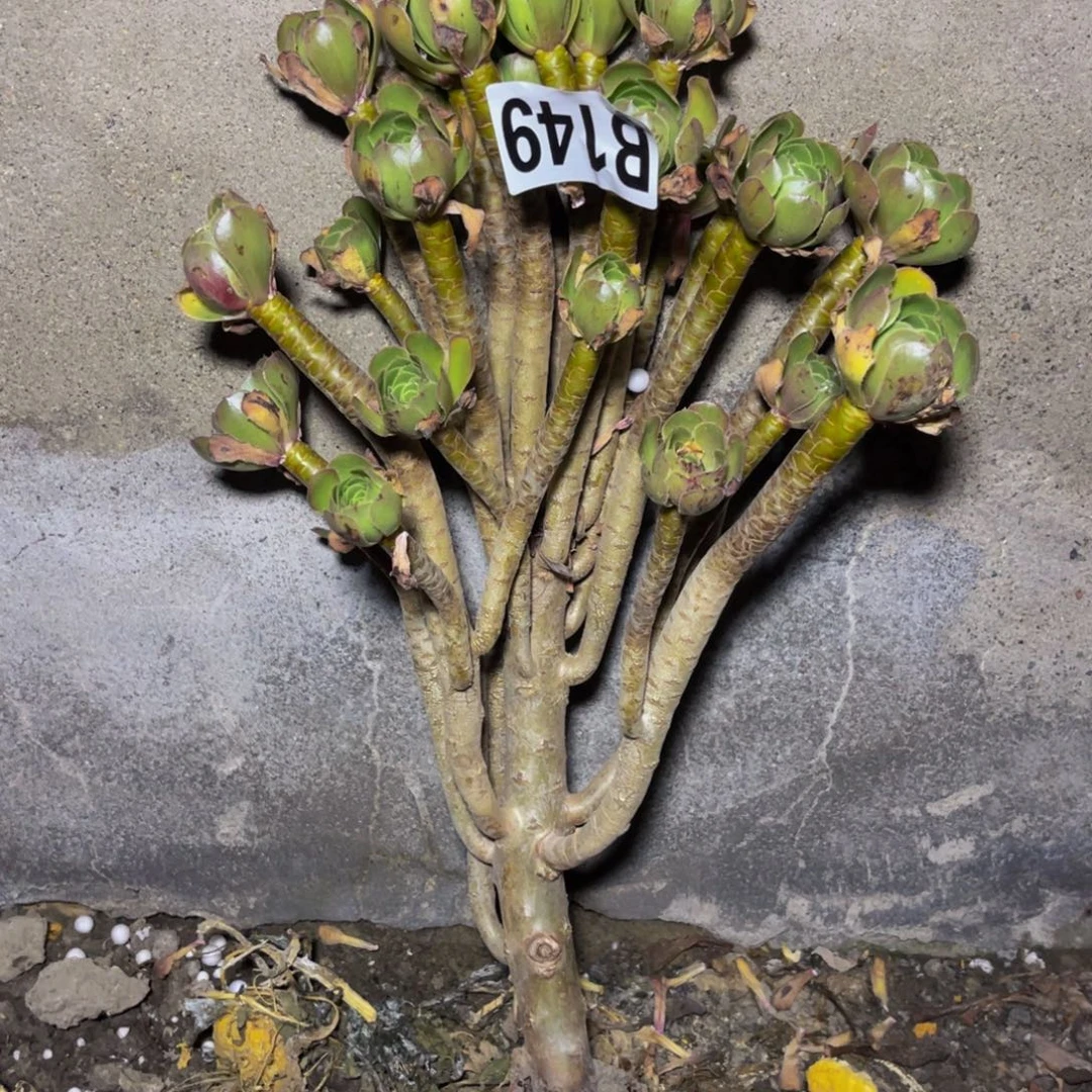 灰豆豆法师26//2包邮