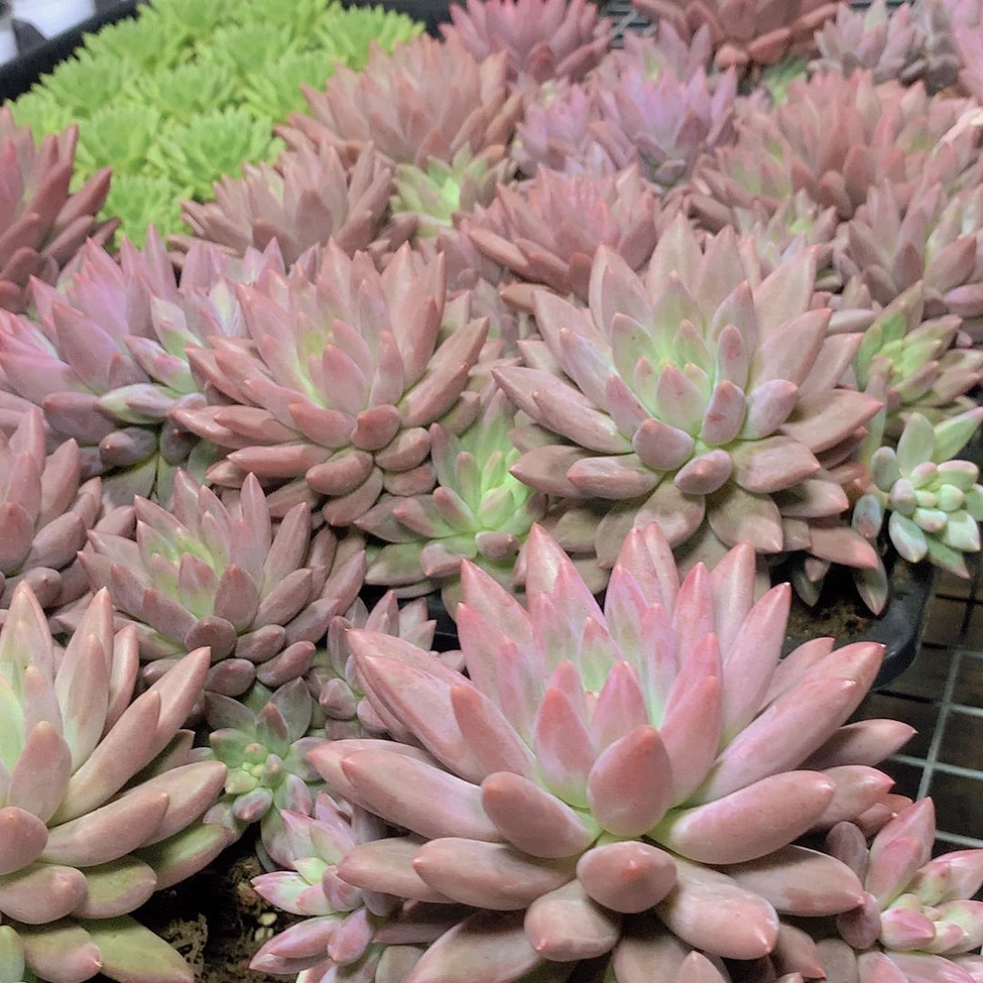 潜力股水晶球3456778899999