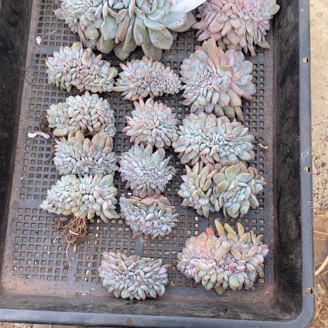 剑***意995石榴籽一筐哇哇哇