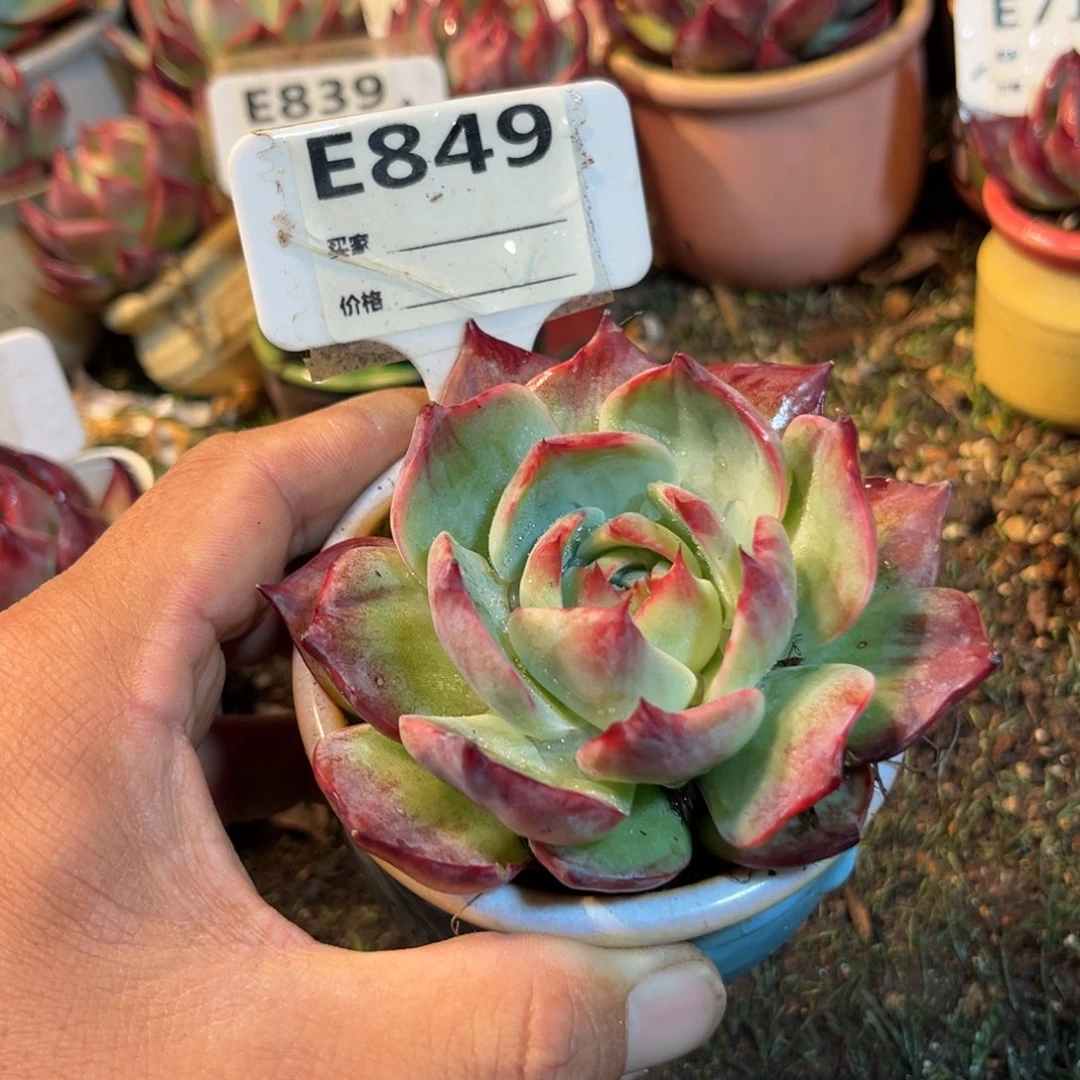 木***木惊鸿一瞥849号多肉