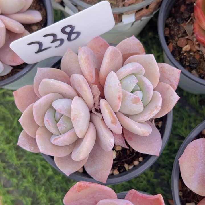 健健康康平平安安