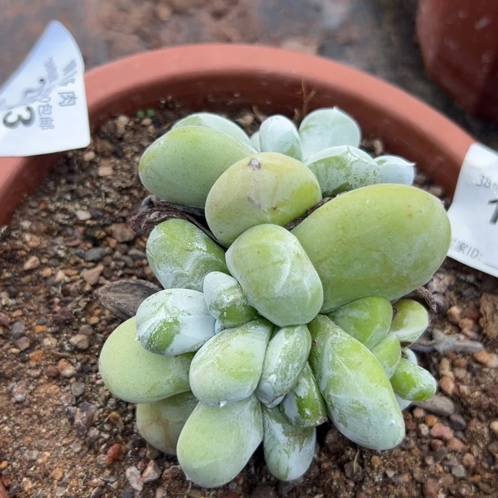 锦宸多肉～一物一拍2763