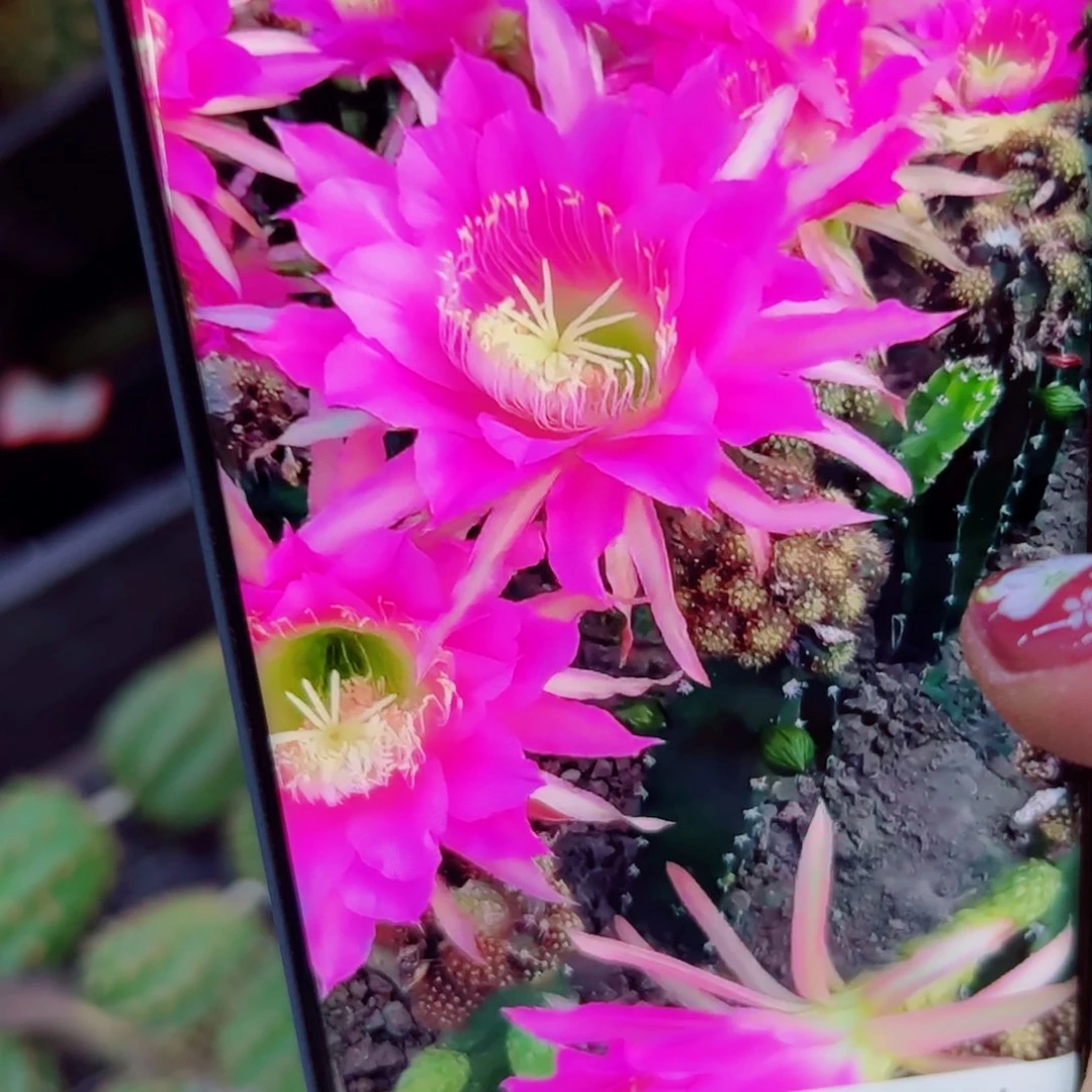 下71红花秀普斑点歪无根侧芽25公分左右20包邮