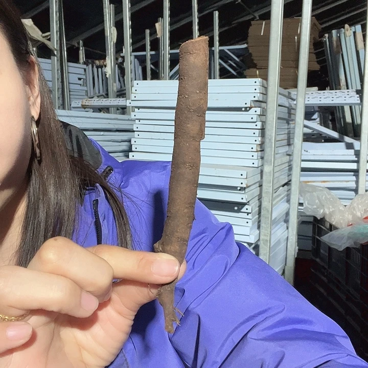 当前无花栽培后可以开花神龛根