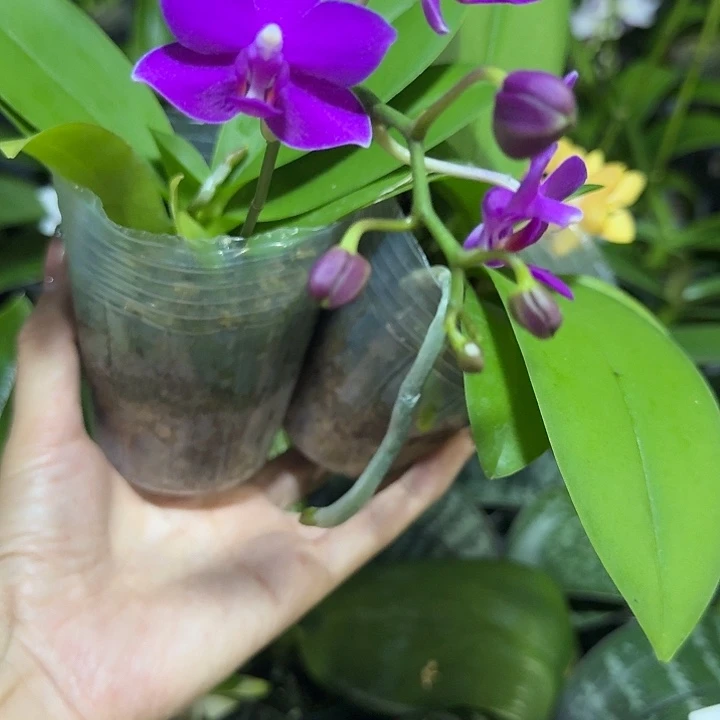 完全开放红丁丁2.8苗根少