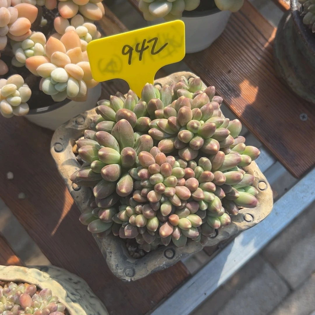 小**?多肉植物一物一拍