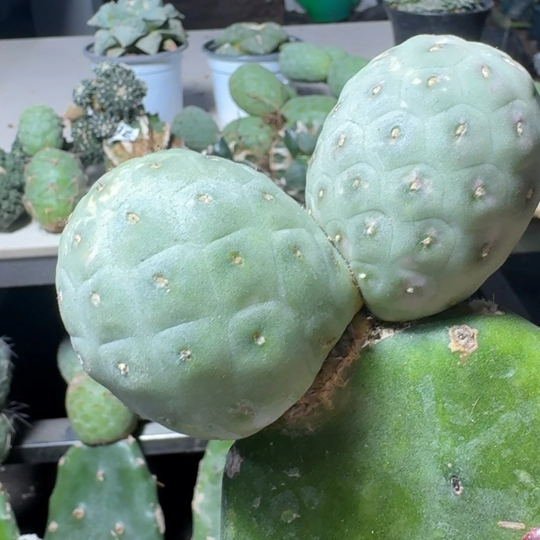 【闪购商品】无花朵福利大型龙蛋