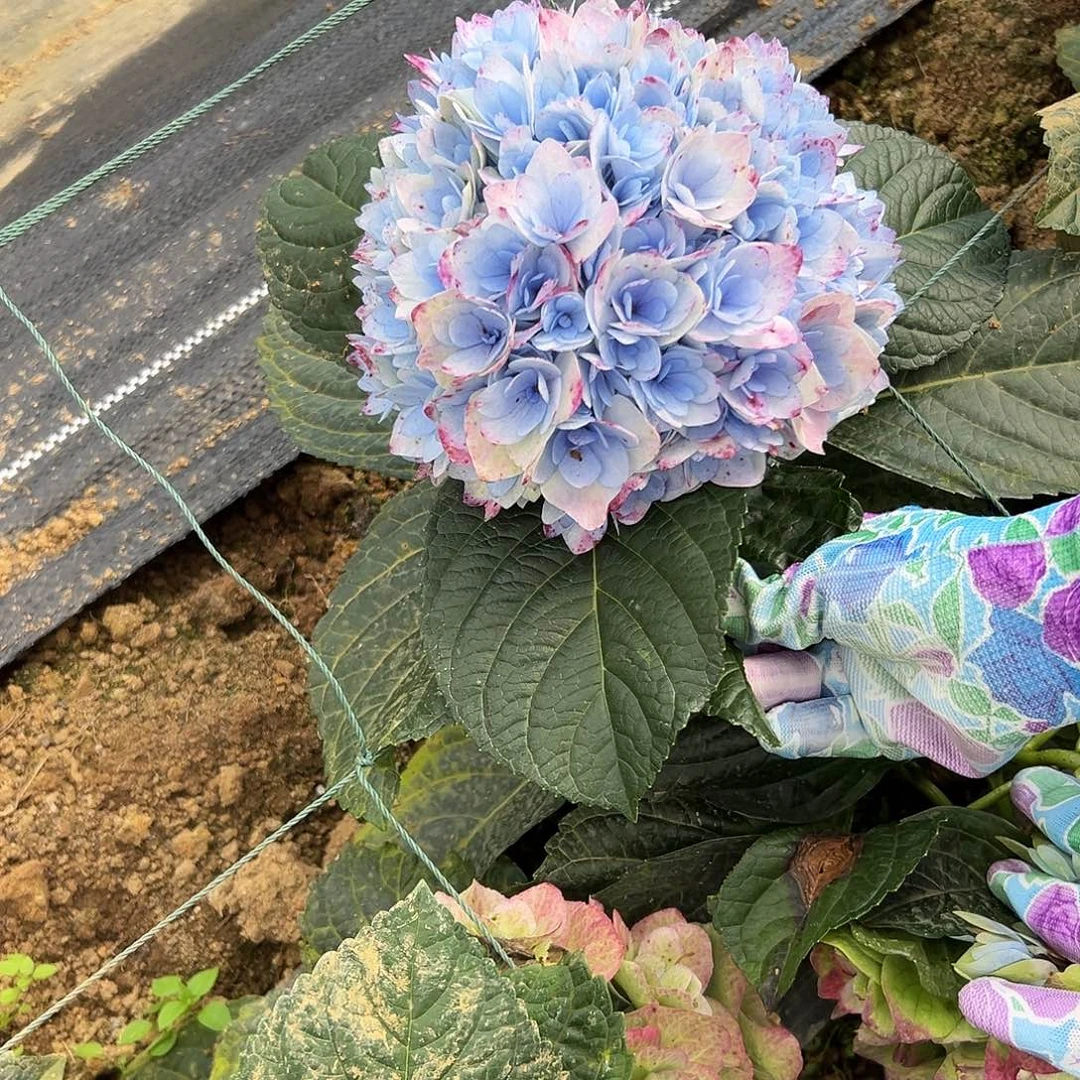 完全开放A36 绣球花两单包邮