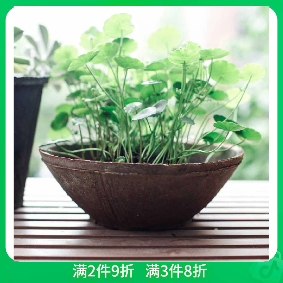 浅口陶瓷花盆有底孔红陶花盆家用透气陶土栀子花绿萝盆栽种菜花盆