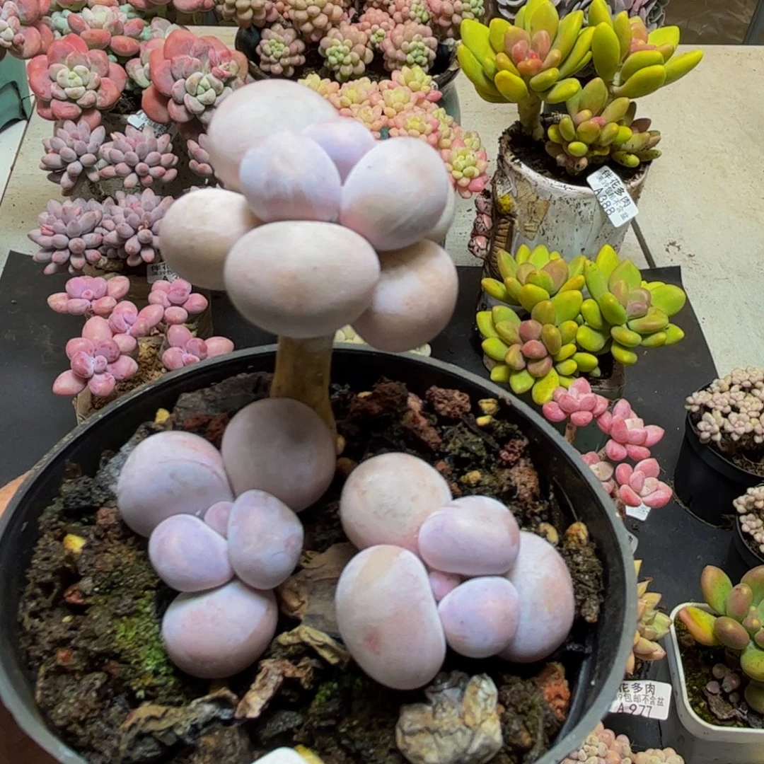 382芭比奶酪6cm多肉