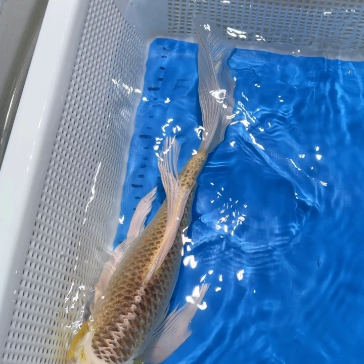 锦鲤锦鲤包邮包售后