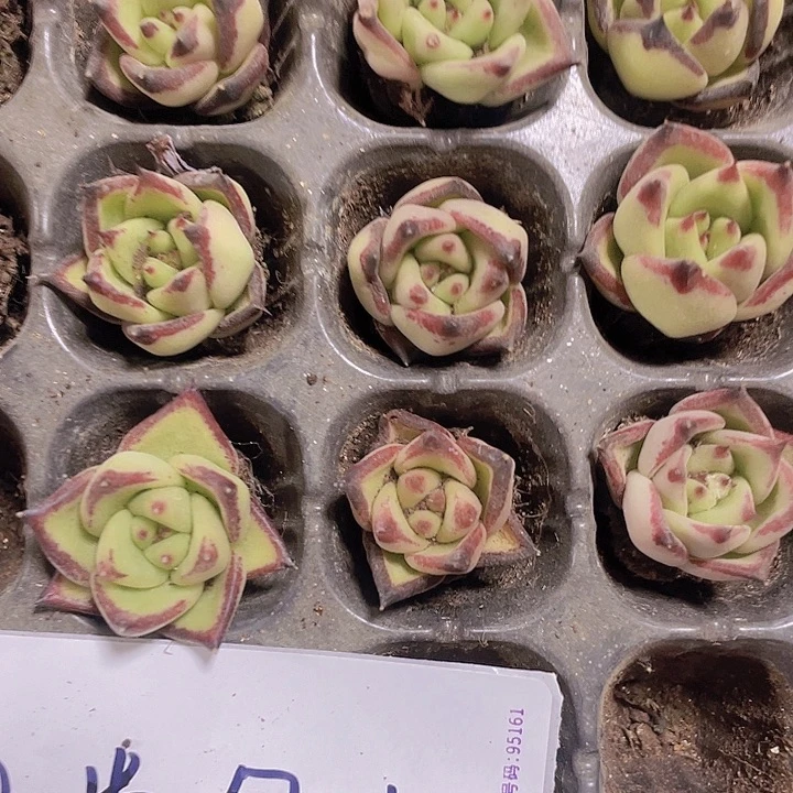 50精品乌木2颗一组