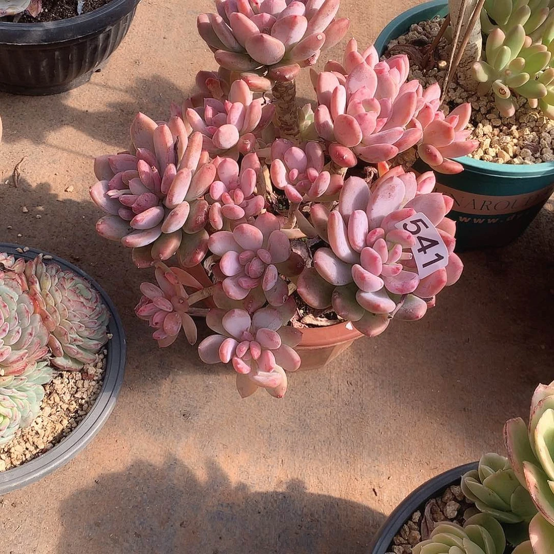 541灰姑娘一物一拍多肉