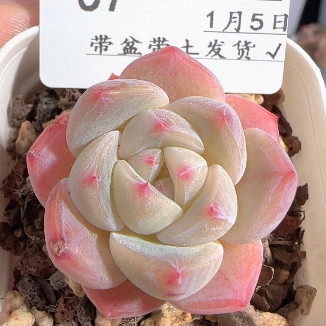 多肉0105-57粉色奇缘