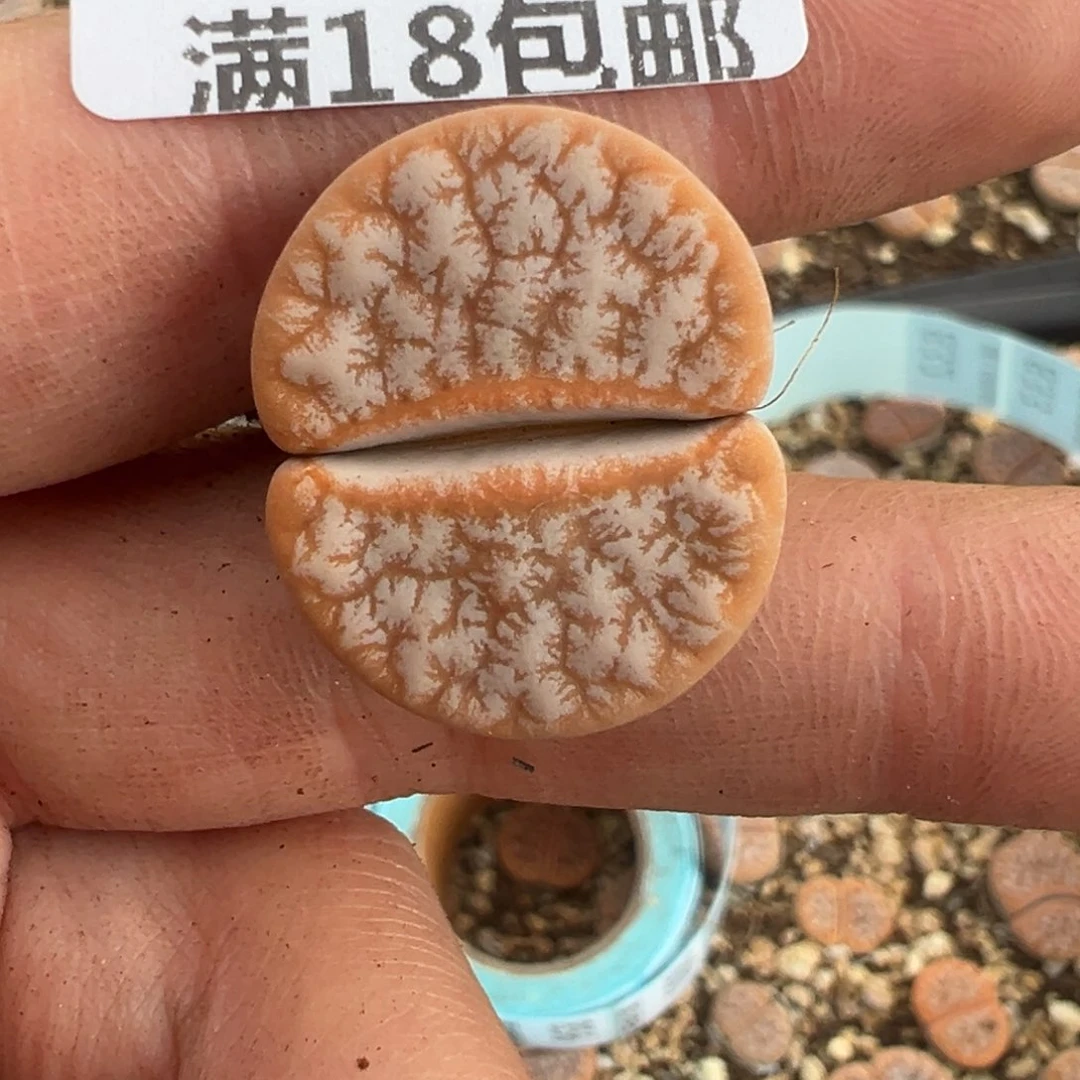 【闪购商品】时****后831……