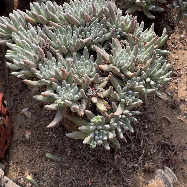 999号雪花多肉植物