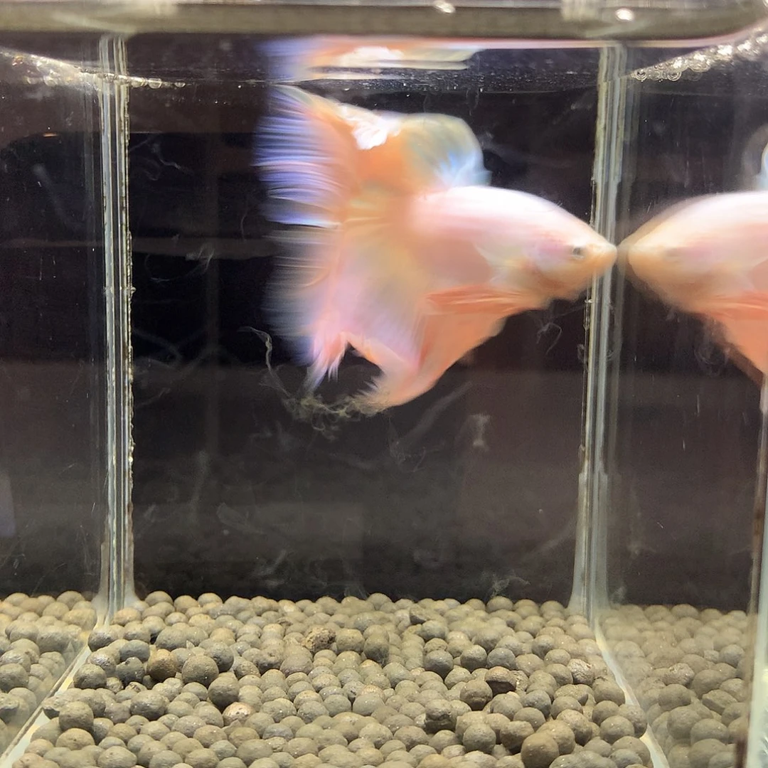 海水鱼七弟泰国斗鱼36