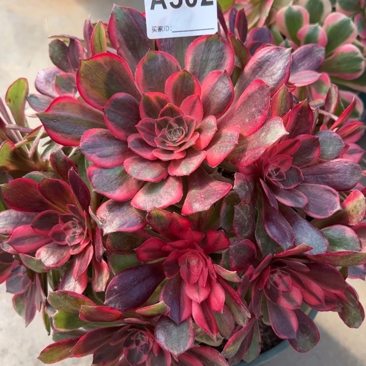 502黑魔锦23厘米左右