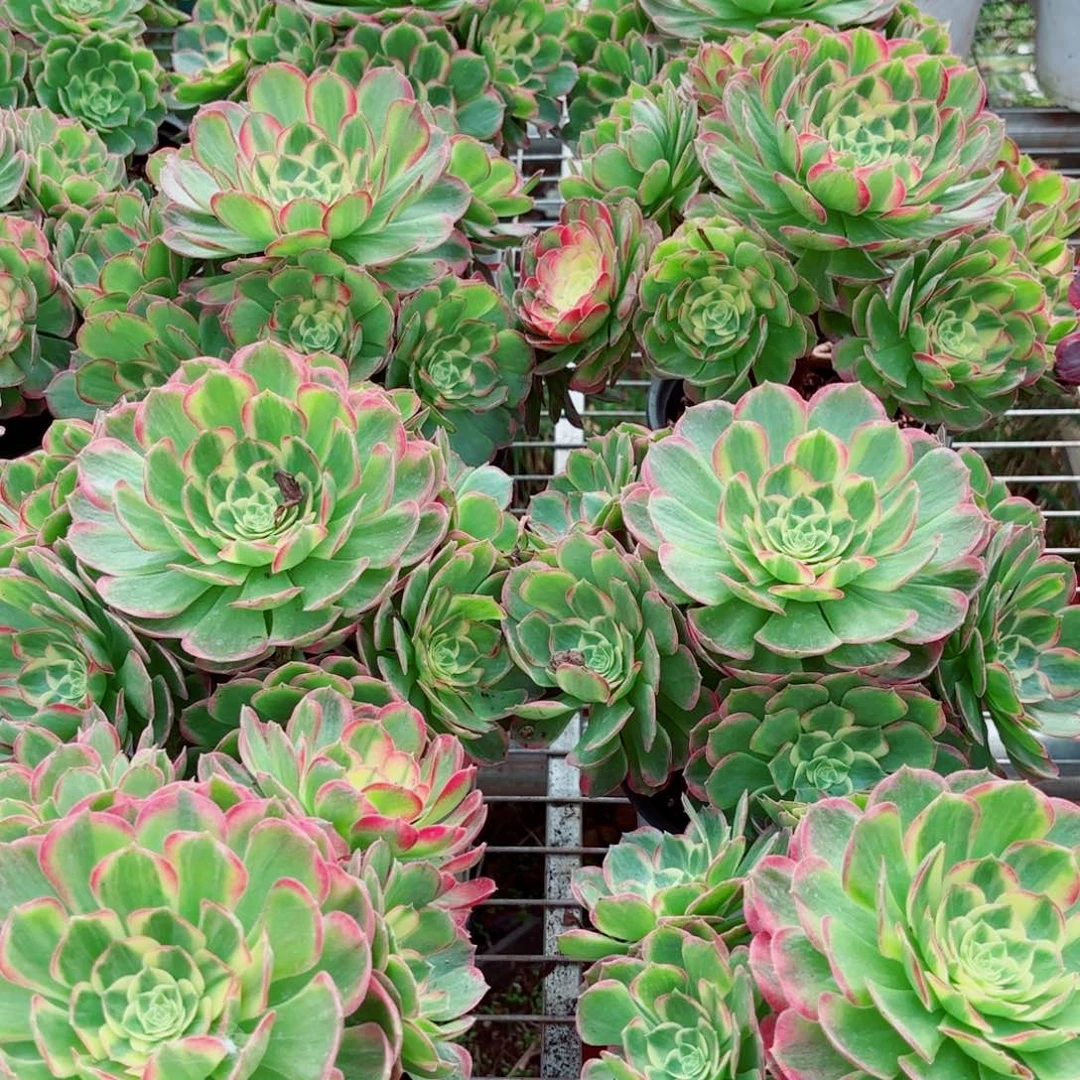 模特老桩海仙量拍多肉法师一个