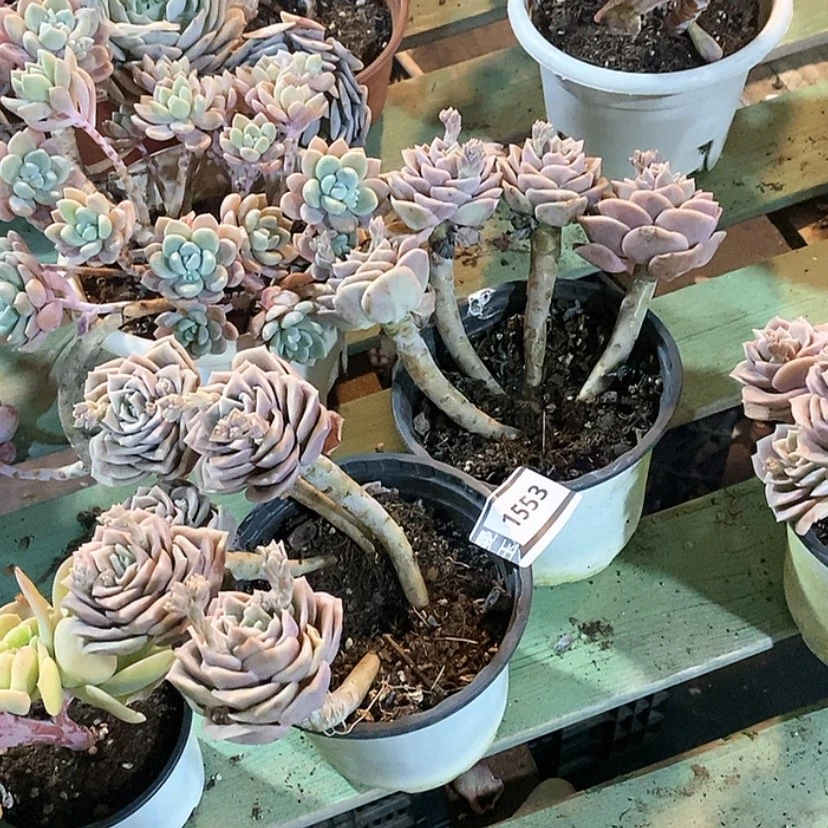 【闪购商品】肖*可爱玫瑰两盆1553