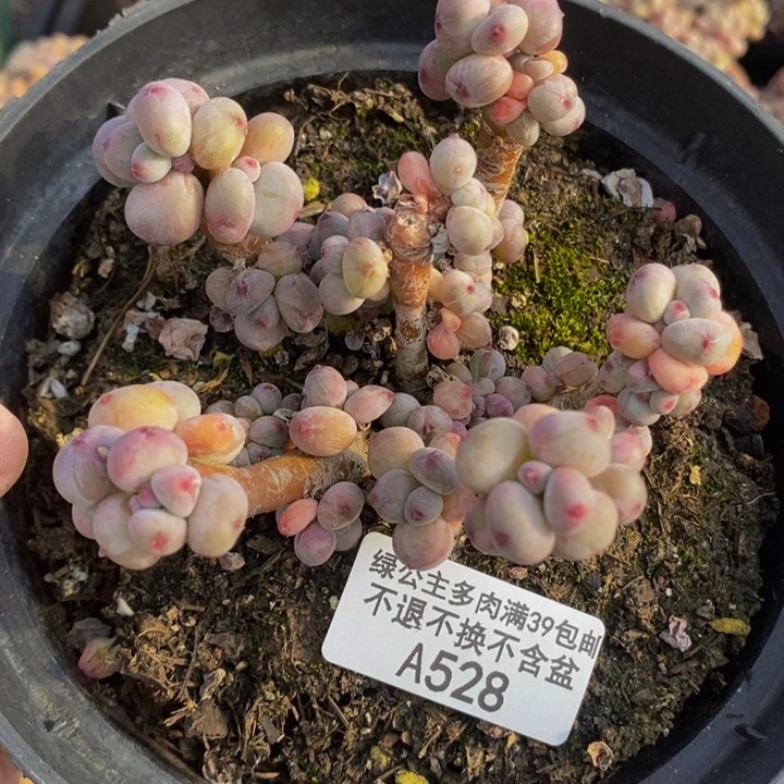 韩版四代苹果奶有掉叶8c m528多肉植物