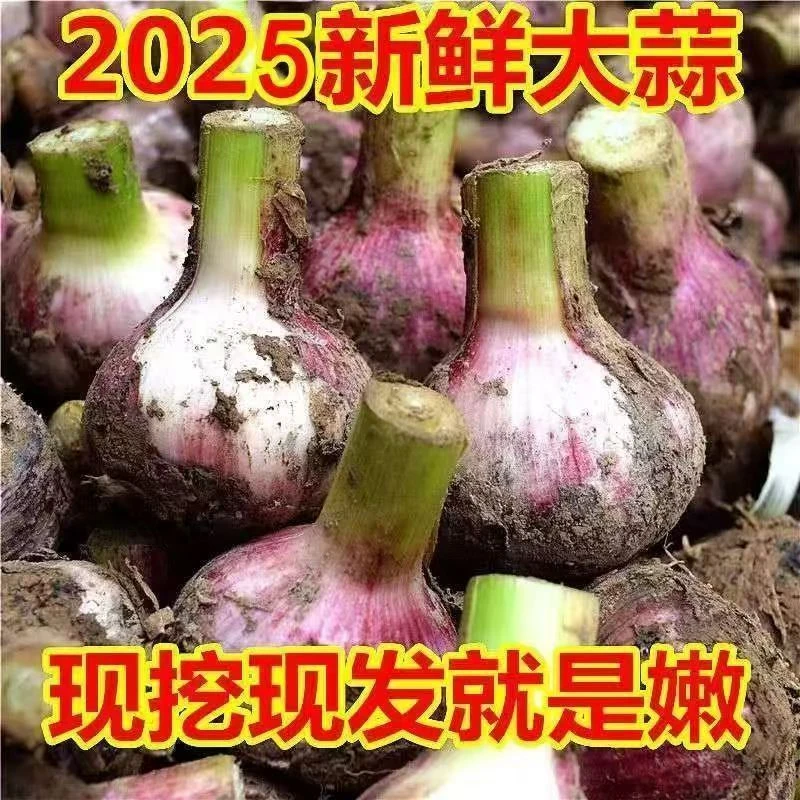 【2025新鲜】当季新鲜大蒜头干蒜头