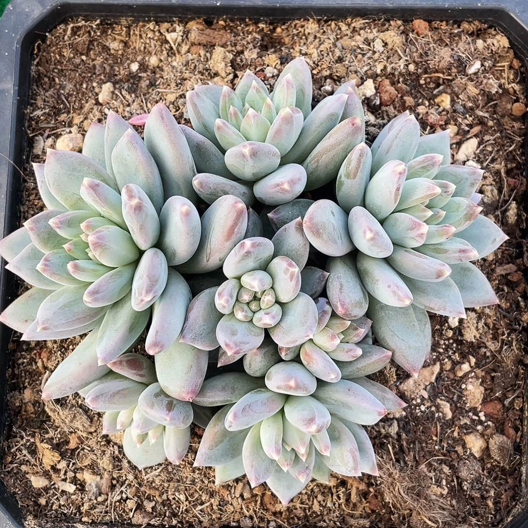 整桩无砍多肉天使一颗