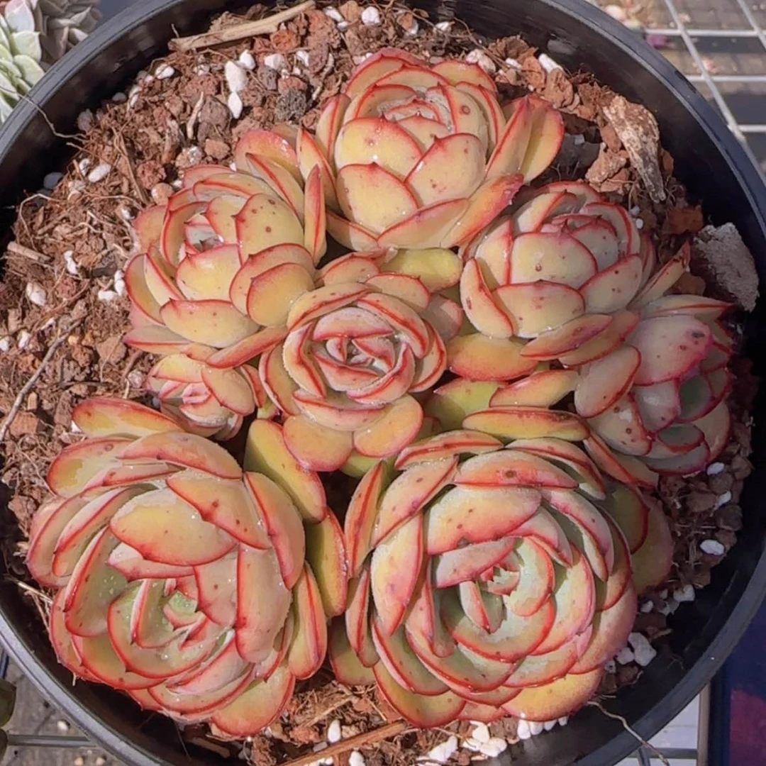 【闪购商品】牡丹亭