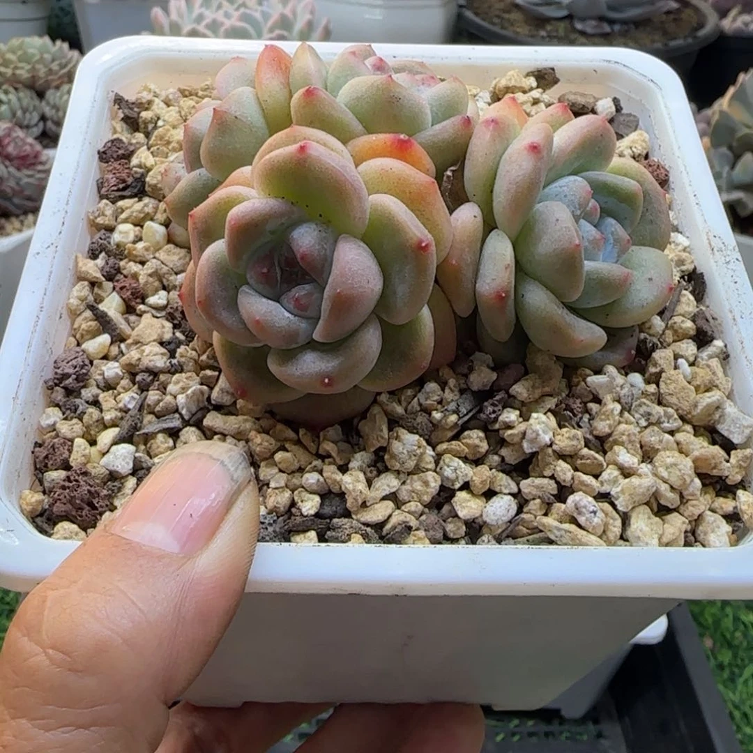 锦安精品多肉植物297
