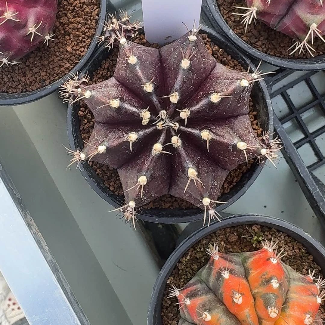 L214-1124广东发货 黑寡妇