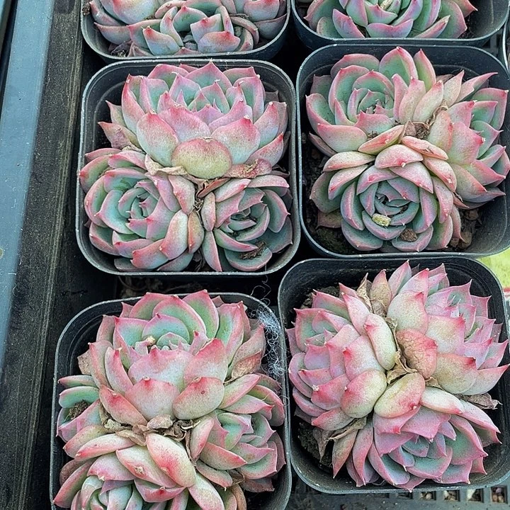 三头6.5方侧影群带盆