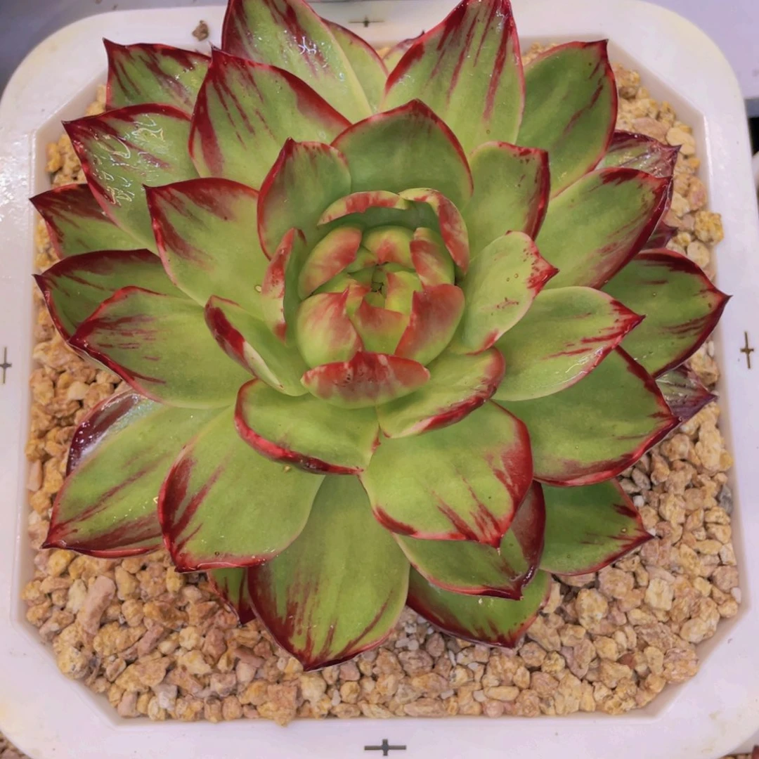 惊鸿仙子一物一拍