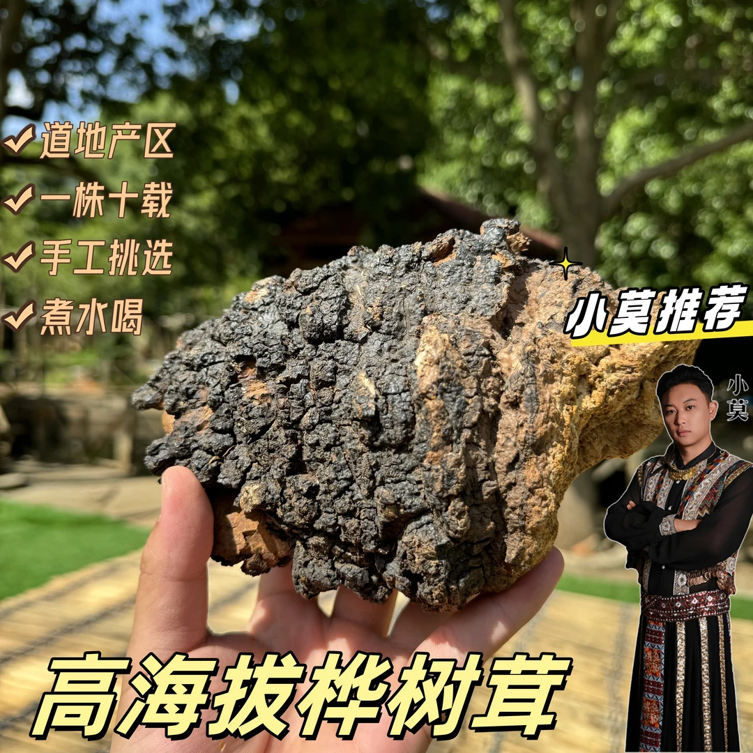 【桦树茸】原生态    高海拔地区生长 250g起       皂角米*