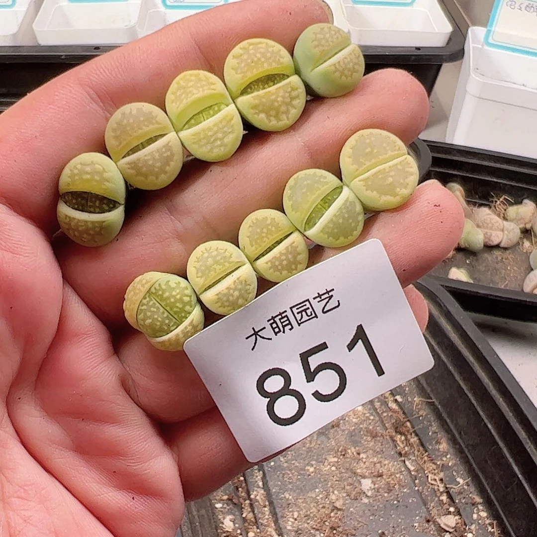 0000851 一物一拍……