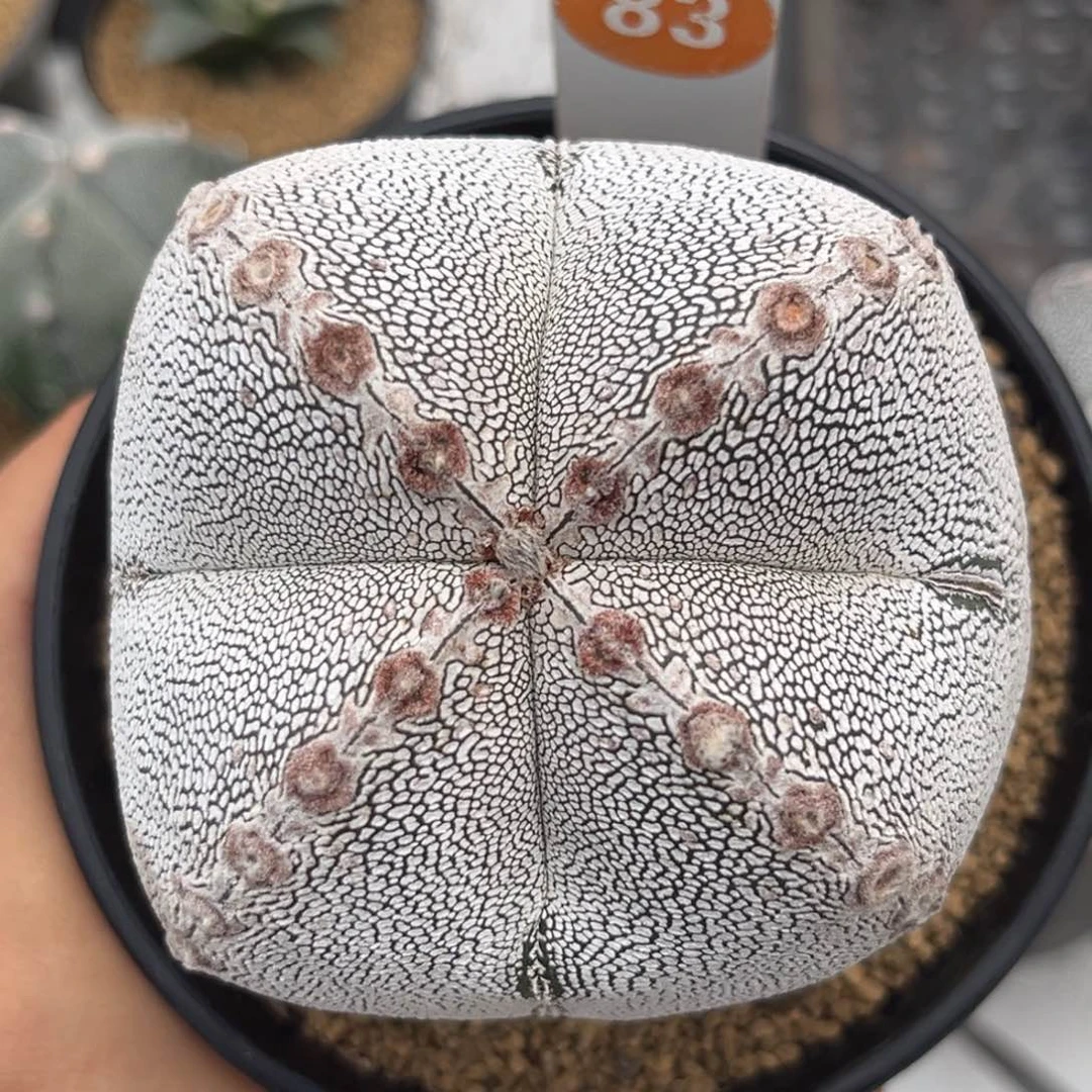 恩冢83一物一拍实生