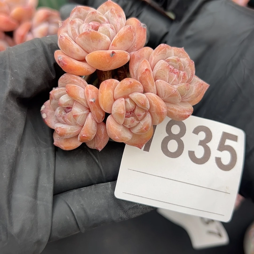 四头星影带盆发的1835