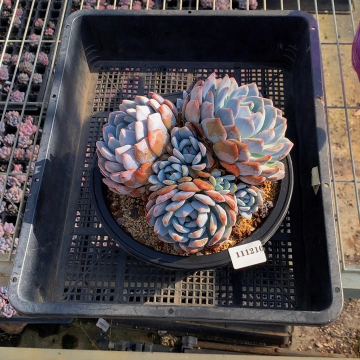 漂***妈111210多头一个嗯嗯嗯嗯嗯好